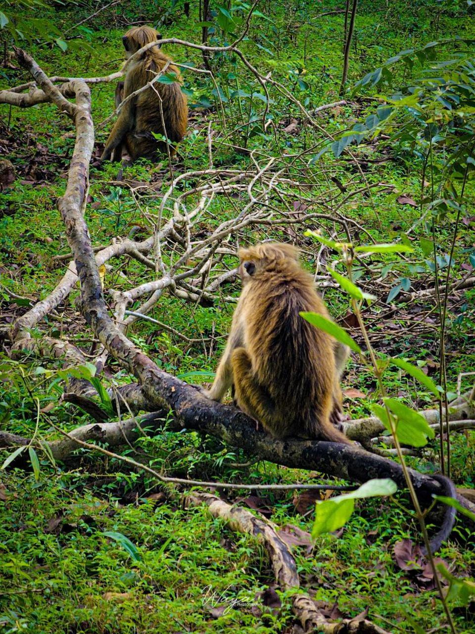 Maka Safari Village Resort Udawalawe Eksteriør bilde