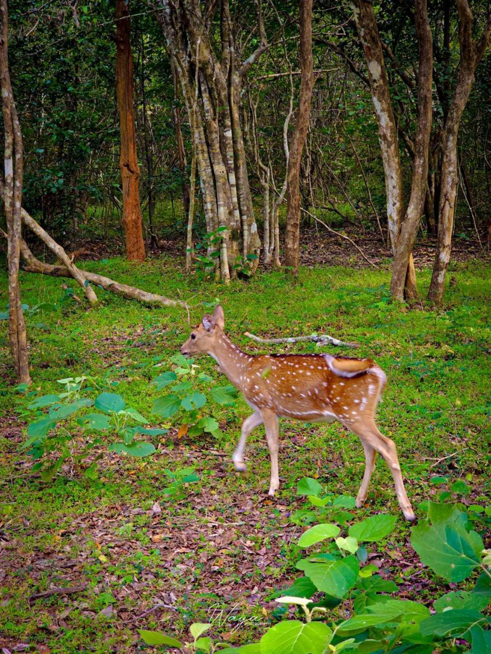 Maka Safari Village Resort Udawalawe Eksteriør bilde