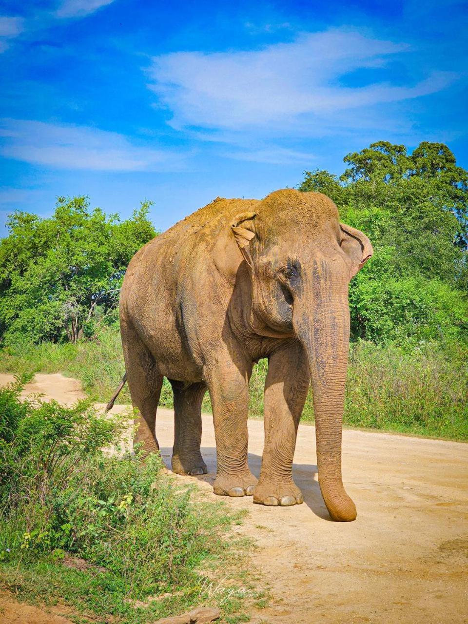 Maka Safari Village Resort Udawalawe Eksteriør bilde