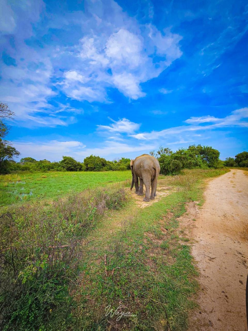 Maka Safari Village Resort Udawalawe Eksteriør bilde